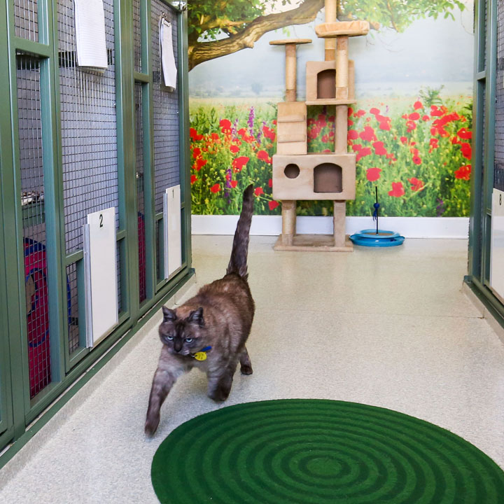 Veterinary Services at Alphington & Fairfield Vet